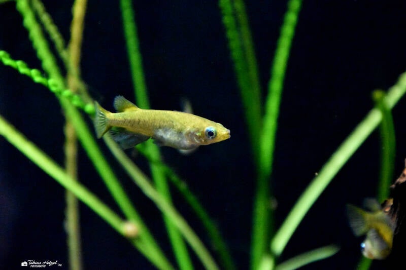 Evers-Reiskärpfling | Museum König, Bonn | 11.02.2024