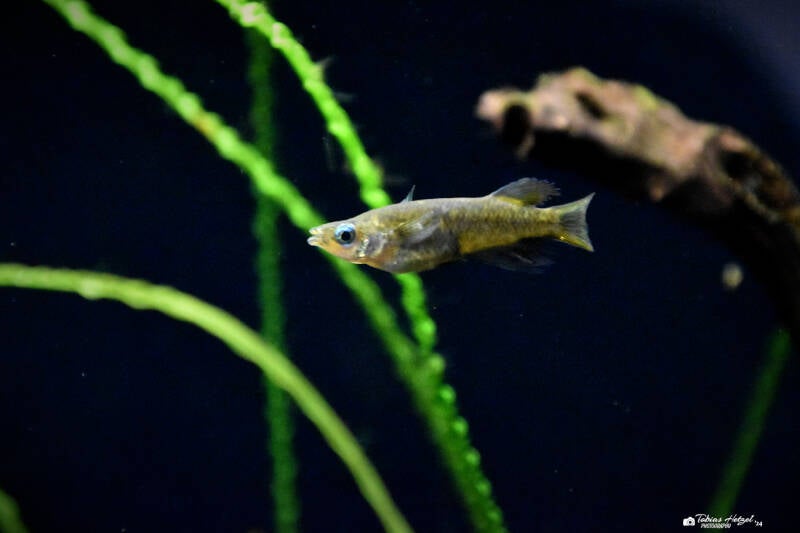 Evers-Reiskärpfling | Museum König, Bonn | 11.02.2024