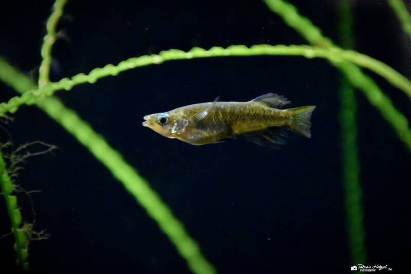 Evers-Reiskärpfling | Museum König, Bonn | 11.02.2024