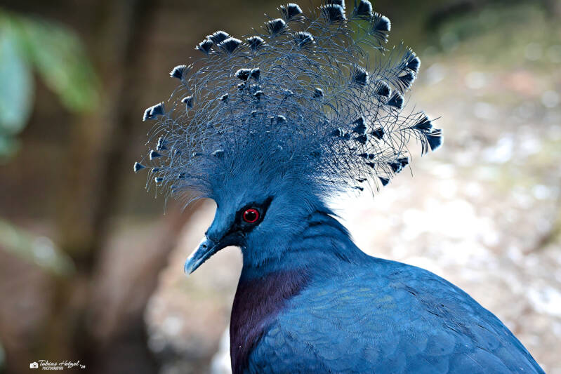 Fächertaube | Zoologischer Stadtgarten Karlsruhe | 03.04.2026