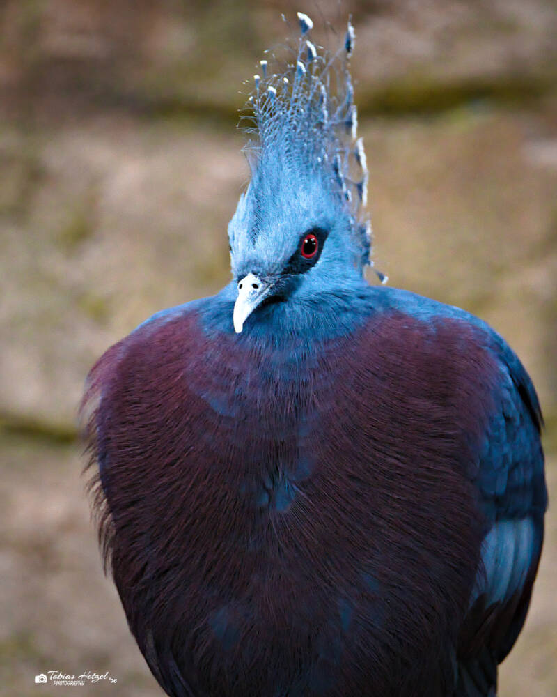 Fächertaube | Zoologischer Stadtgarten Karlsruhe | 03.04.2026