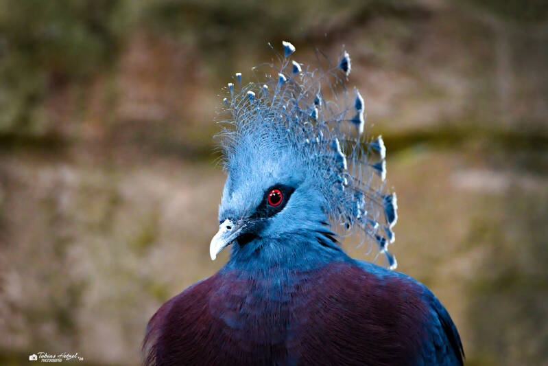 Fächertaube | Zoologischer Stadtgarten Karlsruhe | 03.04.2026