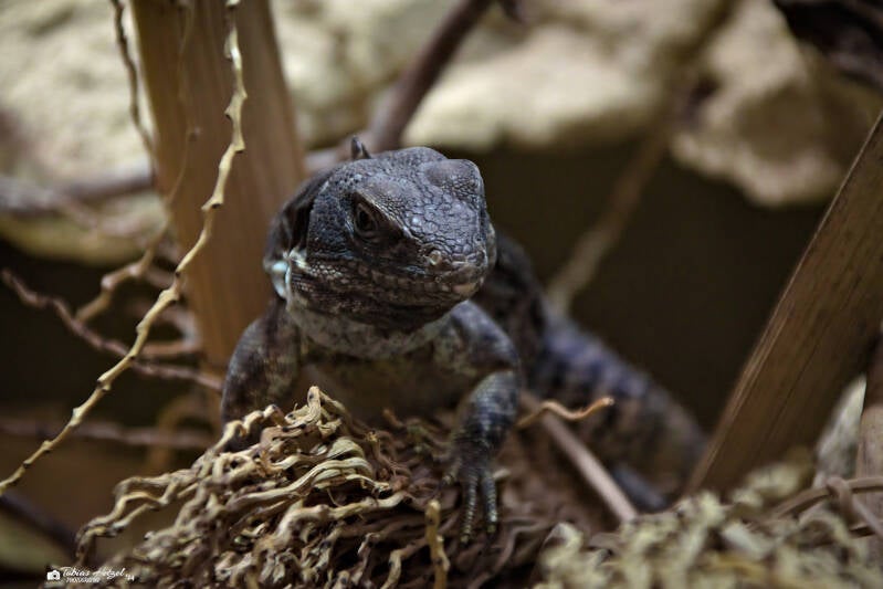Fünfkiel-Schwarzleguan | Vivarium Darmstadt | 02.11.2024