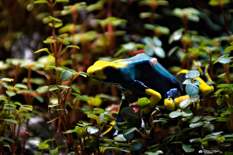 Färberfrosch var. "Tumucumaque" | Tierpark Chemnitz | 13.07.2025