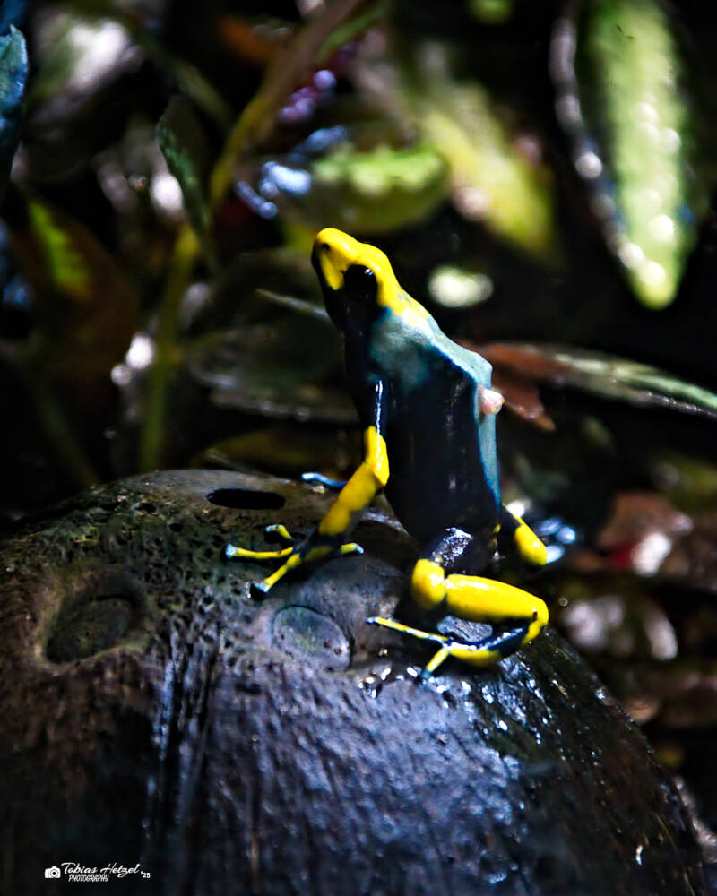 Färberfrosch var. "Tumucumaque" | Tierpark Chemnitz | 13.07.2025