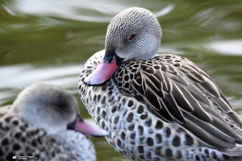 Fahlente | Zoo Magdeburg | 19.10.2020