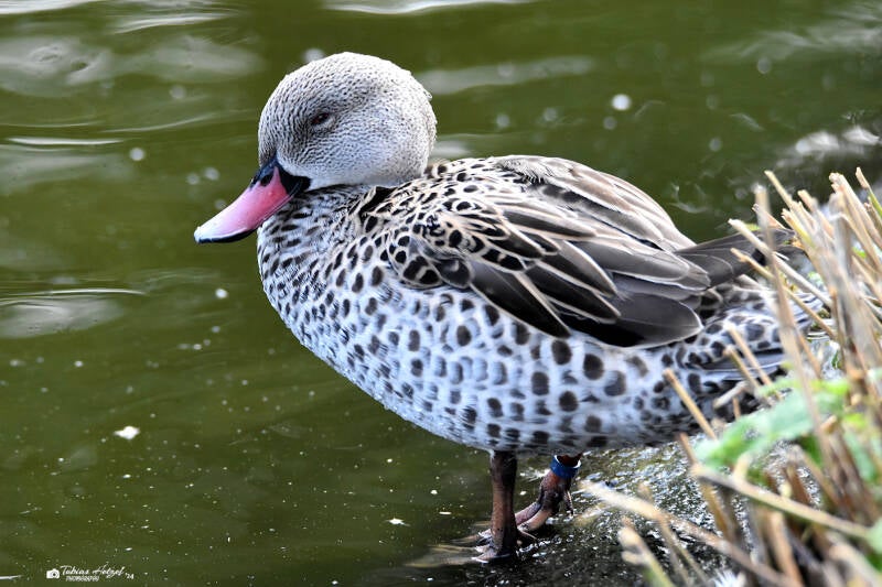 Fahlente | Zoo Magdeburg | 19.10.2020