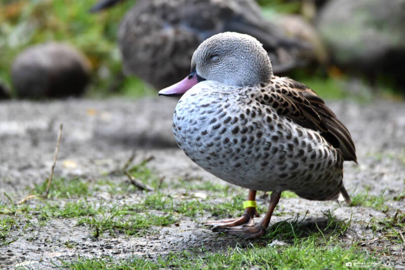Fahlente | Zoo Magdeburg | 19.10.2020
