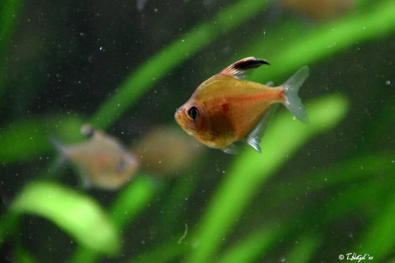 Fahnen-Kirschflecksalmler | Wilhelma Stuttgart | 16.06.2023