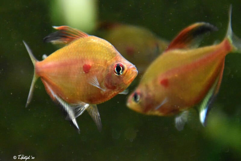 Fahnen-Kirschflecksalmler | Wilhelma Stuttgart | 11.08.2023