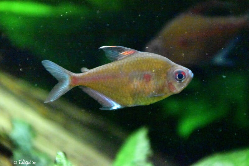 Fahnen-Kirschflecksalmler | Meeresaquarium Zella-Mehlis | 24.09.2020