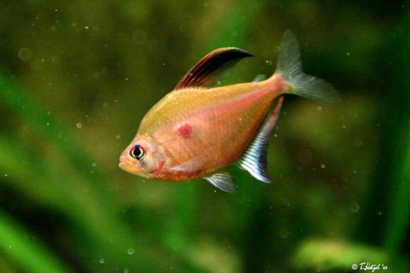 Fahnen-Kirschflecksalmler | Wilhelma Stuttgart | 11.08.2023