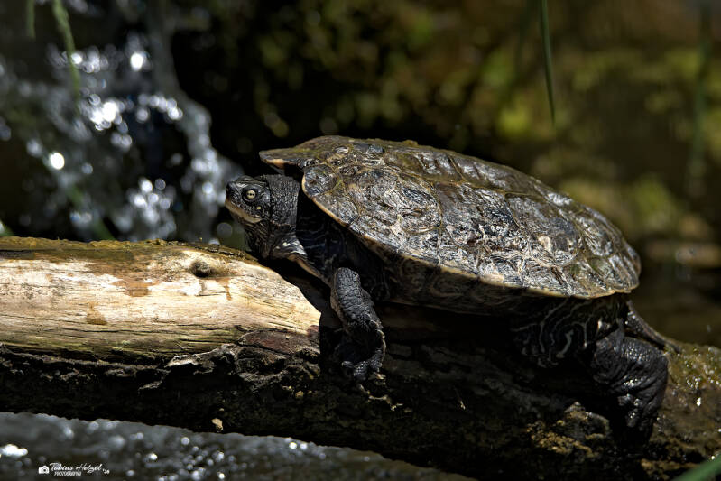 Falsche Landkarten-Höckerschildkröte (Nominatform) | Zoo Heidelberg | 25.05.2026
