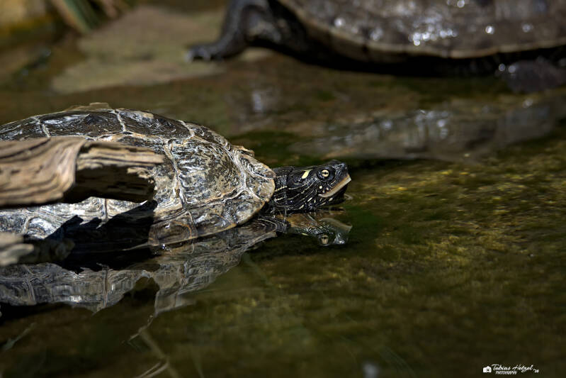 Falsche Landkarten-Höckerschildkröte (Nominatform) | Zoo Heidelberg | 25.05.2026