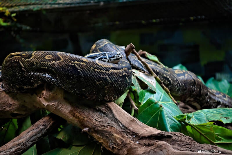 Felsenpython | Safaripark Dvur Kralove | 17.08.2024