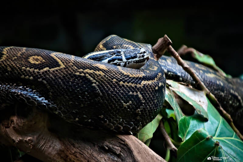 Felsenpython | Safaripark Dvur Kralove | 17.08.2024