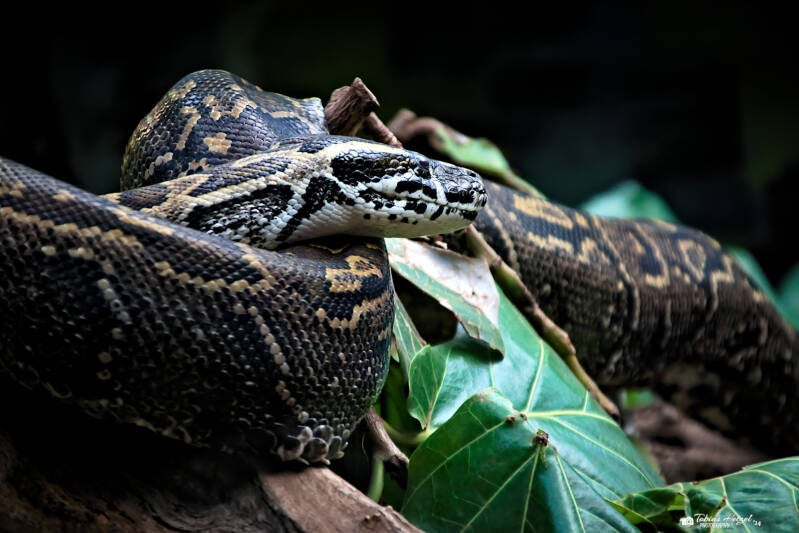 Felsenpython | Safaripark Dvur Kralove | 17.08.2024