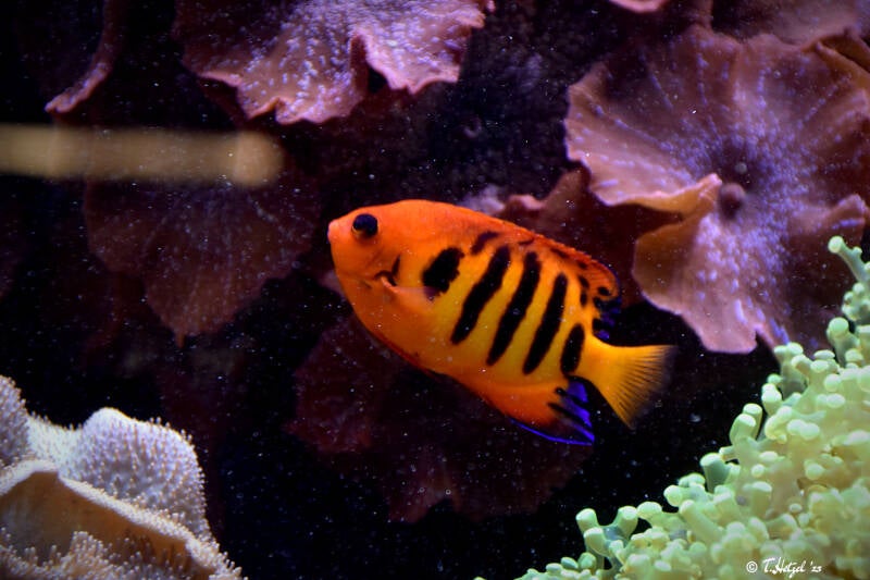 Feuer-Zwergkaiserfisch