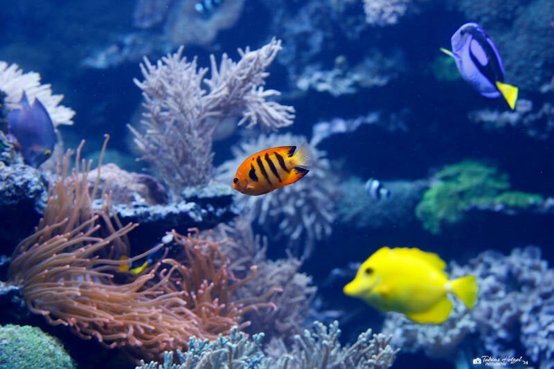 Feuer-Zwergkaiserfisch | Zoo Duisburg | 23.01.2018