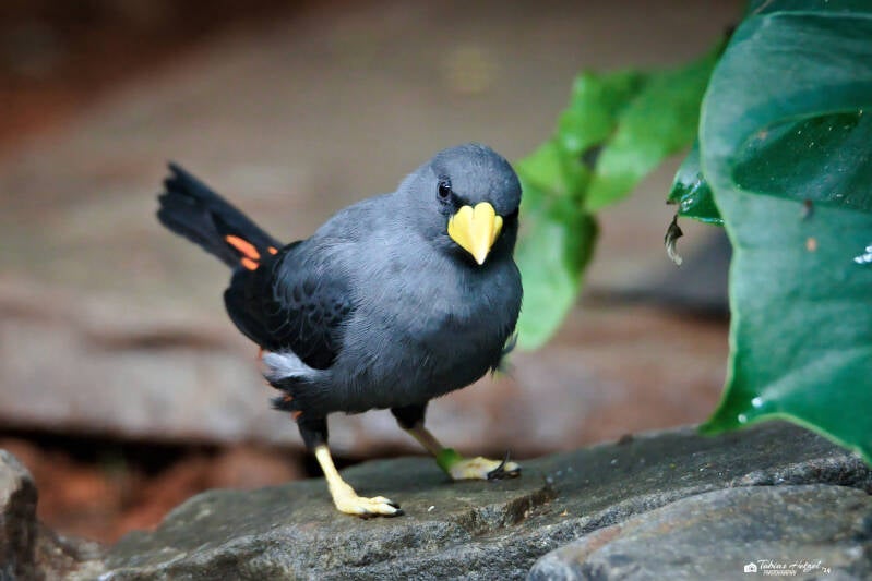 Finkenschnabelstar | Zoo Augsburg | 28.12.2024