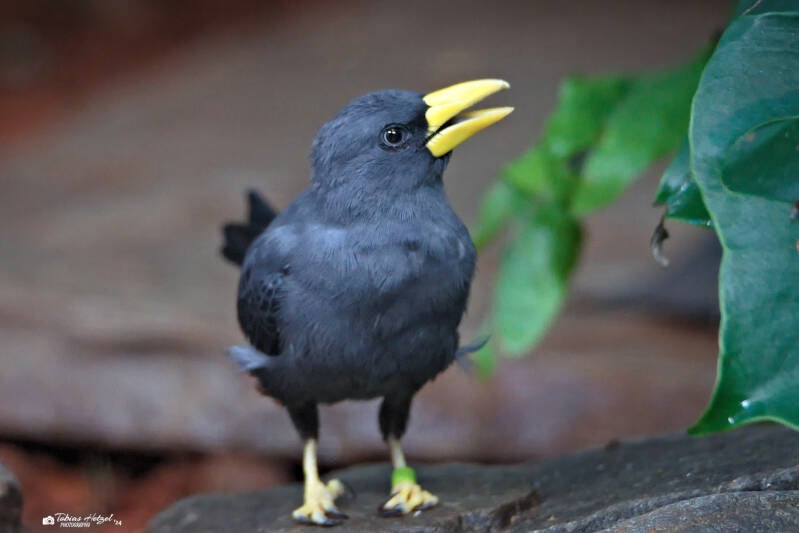 Finkenschnabelstar | Zoo Augsburg | 28.12.2024