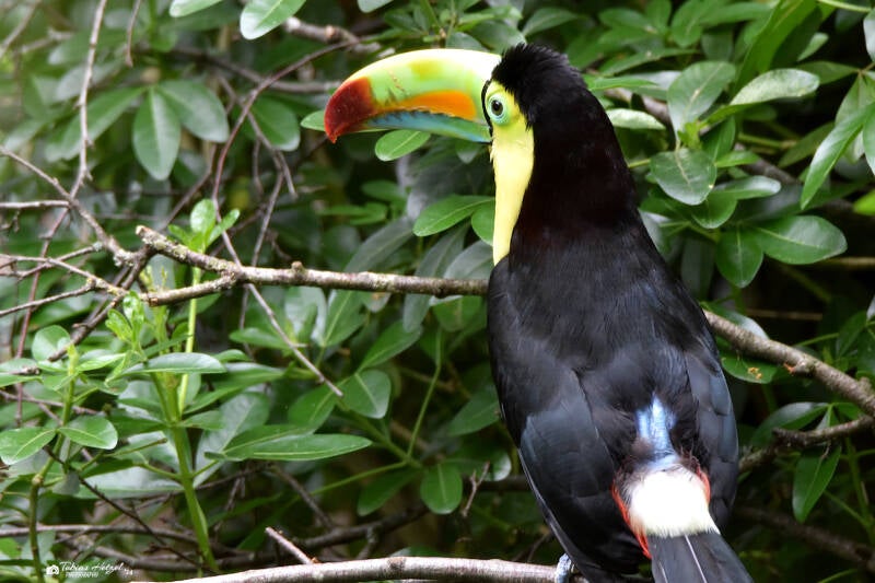 Fischertukan (kein Unterartenstatus) | Ouwehands Dierenpark, Rhenen | 06.07.2021