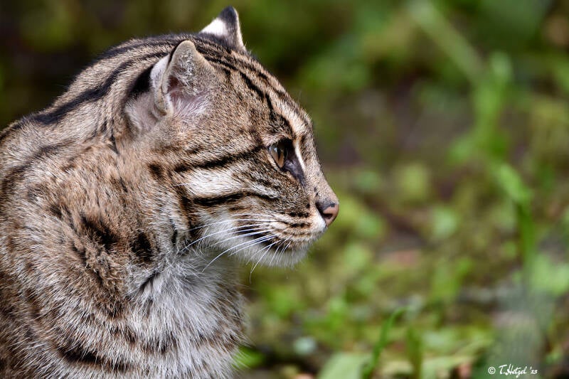 Fischkatze (kein Unterartenstatus) | Tiergarten Nürnberg | 04.07.2021