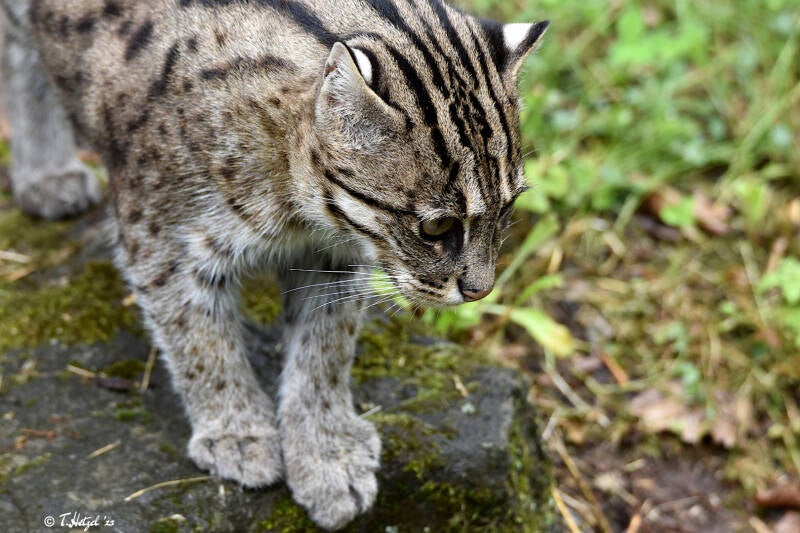 Fischkatze (kein Unterartenstatus) | Tiergarten Nürnberg | 04.07.2021