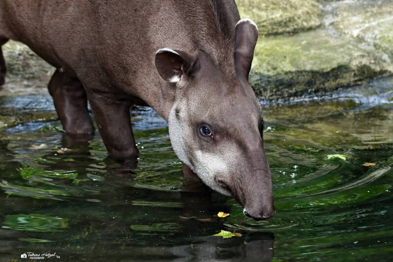 Flachlandtapir (kein Unterartenstatus) | Zoo Prag | 18.08.2024