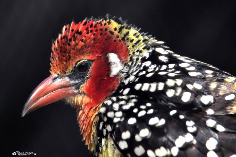 Flammenkopf-Bartvogel | Vogelpark Viernheim | 15.05.2022