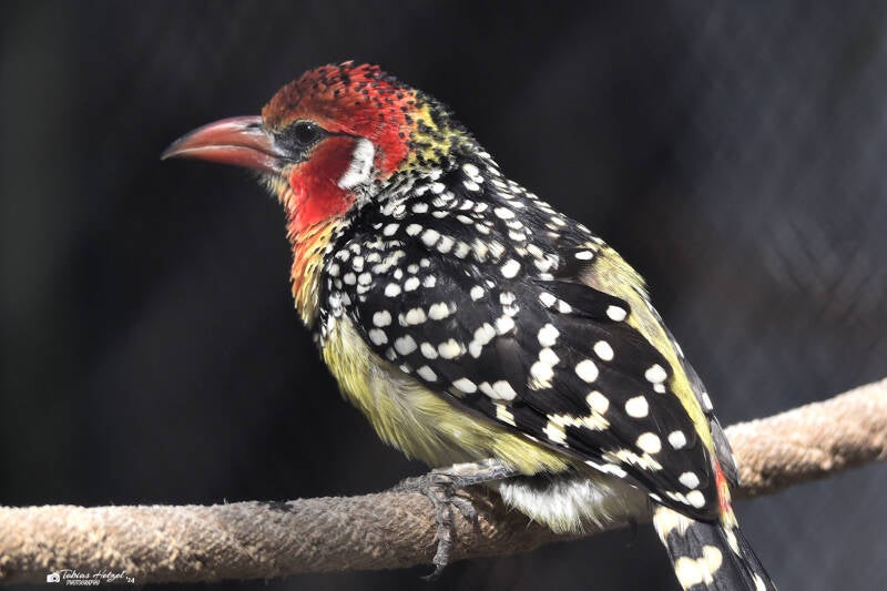 Flammenkopf-Bartvogel | Vogelpark Viernheim | 15.05.2022