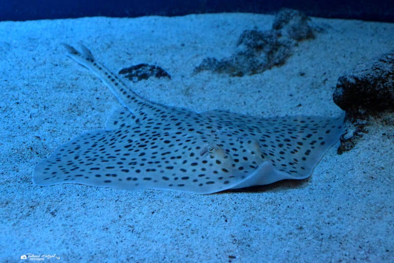 Fleckenrochen | Staatliches Museum für Naturkunde, Karlsruhe | 04.12.2022