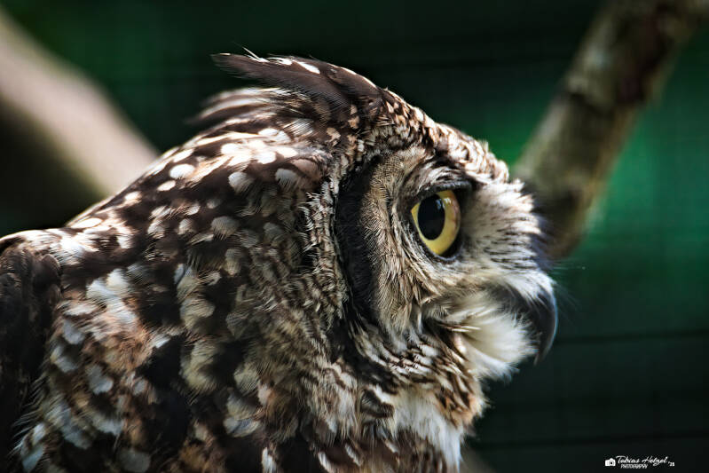 Fleckenuhu | Tierpark Hirschfeld | 13.07.2025