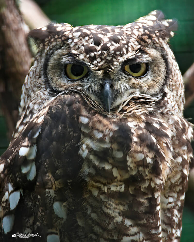 Fleckenuhu | Tierpark Hirschfeld | 13.07.2025