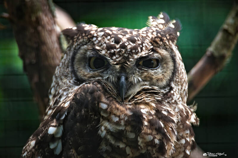 Fleckenuhu | Tierpark Hirschfeld | 13.07.2025