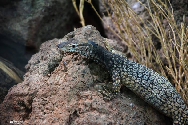 Fleckenwaran | Zoo Neuwied | 17.06.2024