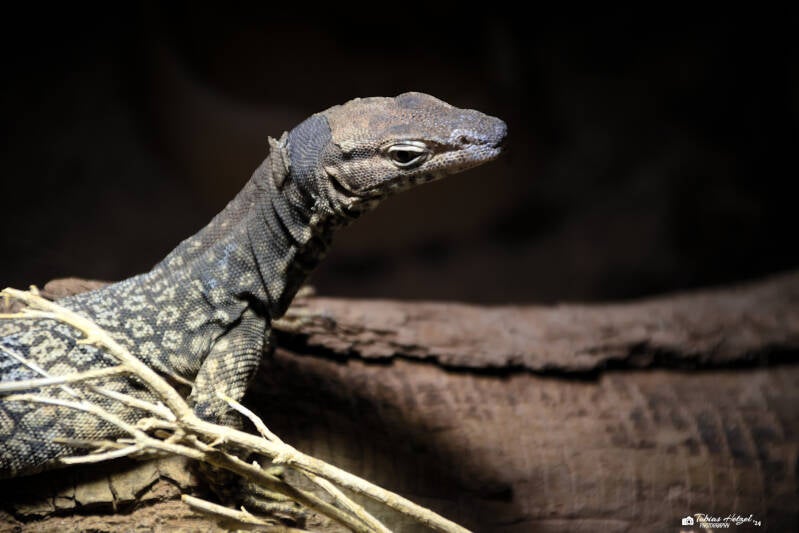 Fleckenwaran | Zoo Neuwied | 17.06.2024