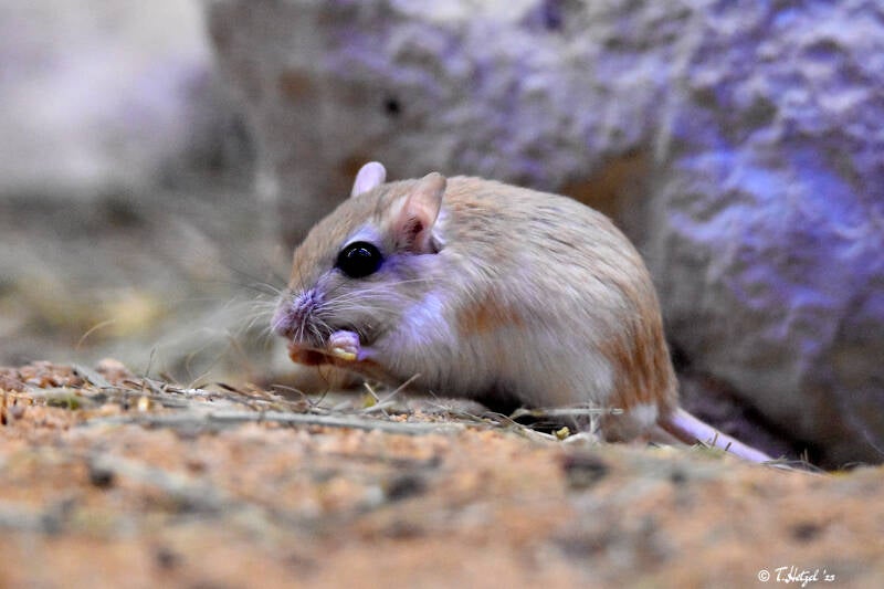 Flower-Rennmaus | Zoo Plzen | 17.09.2022
