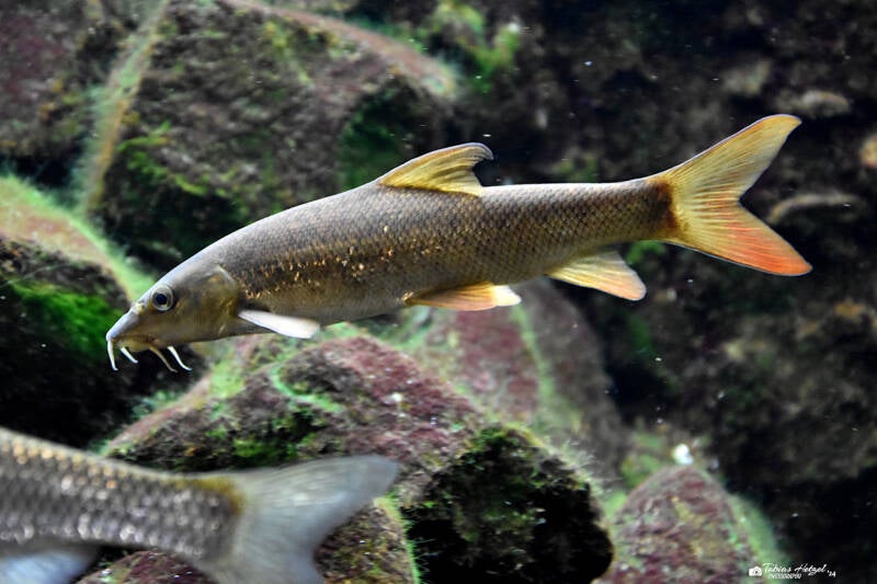 Flussbarbe | Museum König, Bonn | 11.02.2024