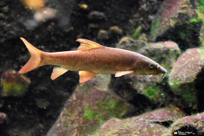 Flussbarbe | Museum König, Bonn | 11.02.2024