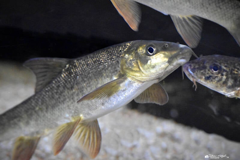 Flussbarbe | Otterzentrum Hankensbüttel | 10.06.2023