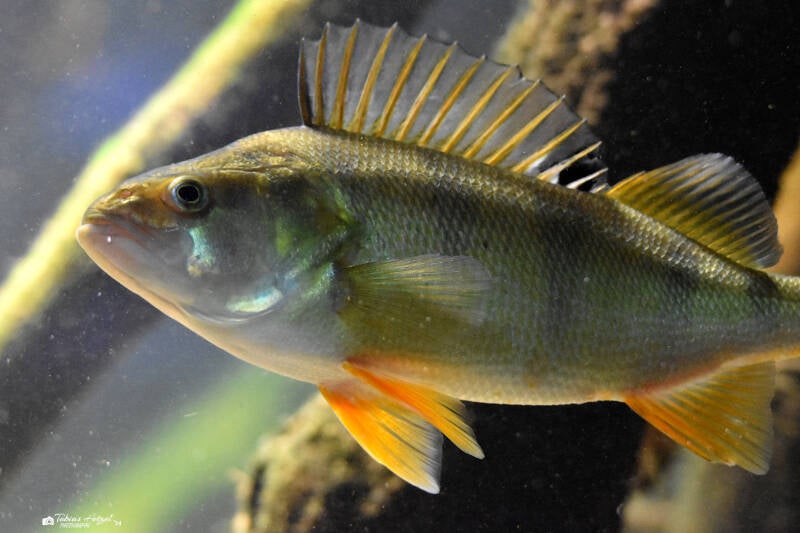 Flussbarsch | Zoo Frankfurt | 10.03.2022