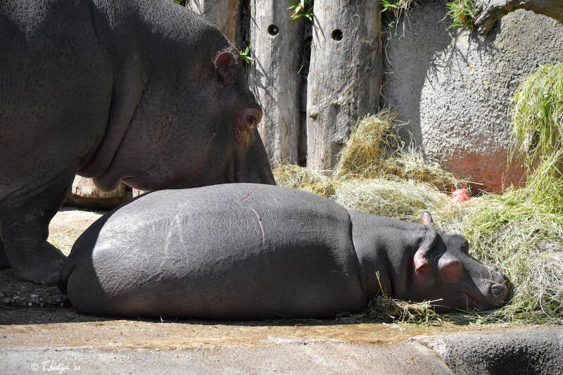 Flusspferd (kein Unterartenstatus)