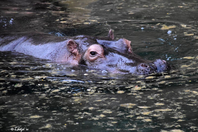 Flusspferd (kein Unterartenstatus) | Kölner Zoo | 03.12.2023
