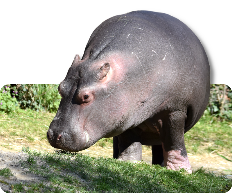 Flusspferd (kein Unterartenstatus)