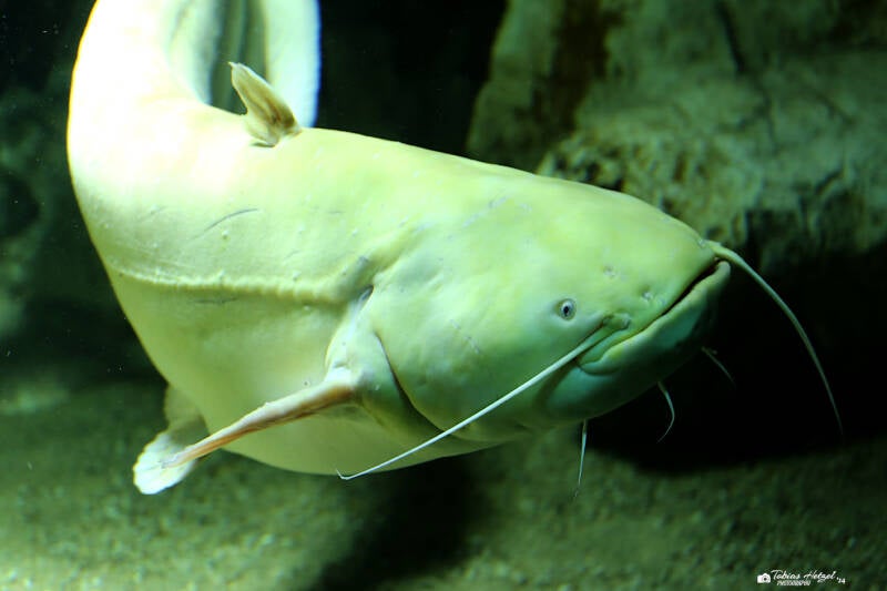 Flusswels | Zoo Berlin | 26.05.2018