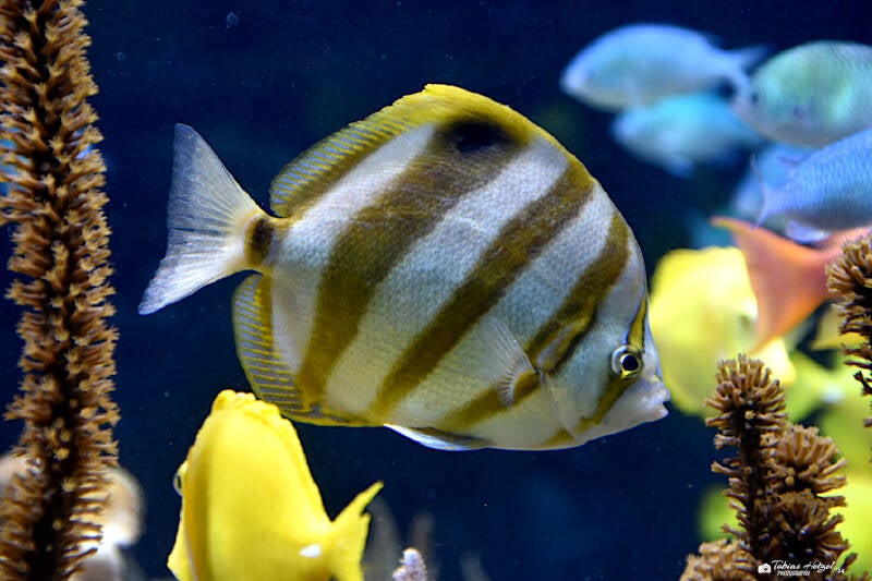 Fünfbinden-Falterfisch | Sealife Speyer | 05.01.2023