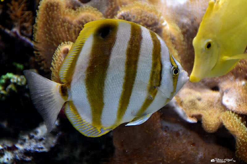 Fünfbinden-Falterfisch | Sealife Speyer | 05.01.2023