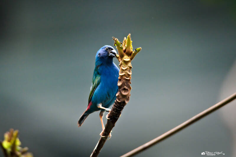 Forbespapageiamadine | Zoologischer Stadtgarten Karlsruhe | 03.04.2026