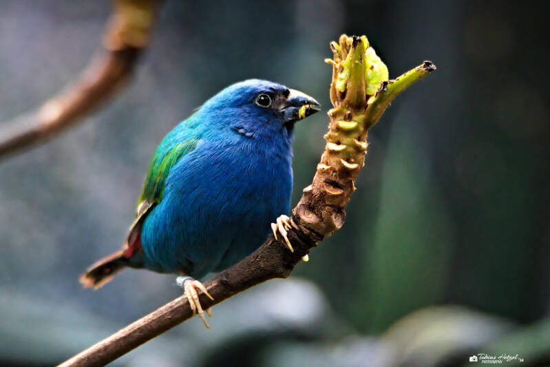 Forbespapageiamadine | Zoologischer Stadtgarten Karlsruhe | 03.04.2026